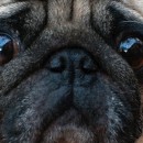 Jenna’s Blog: Maximus has been pugnapped….and I’m sorta ok with it
