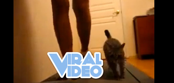 Viral Video: Girl with cat on treadmill 