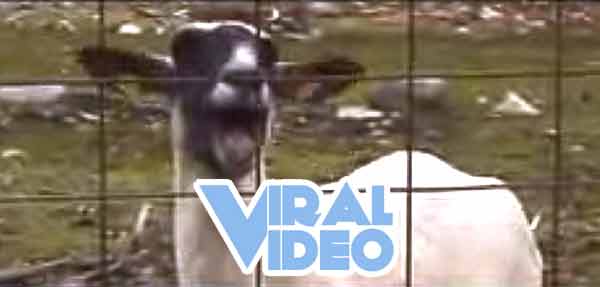 Viral Video: Goat Songs 