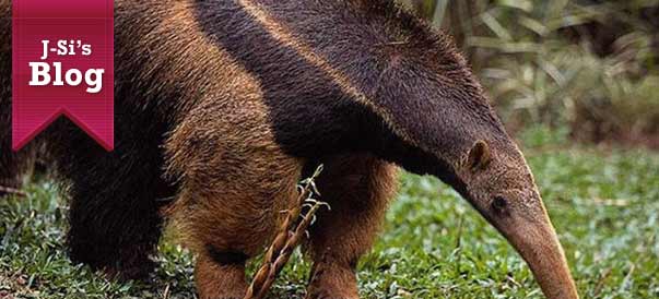 J-Si’s Blog: Can I buy an anteater?