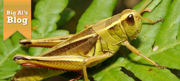 Big Al’s Blog: A grasshopper almost ruined my vacation