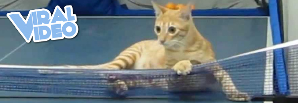 Viral Video: Cat playing ping pong