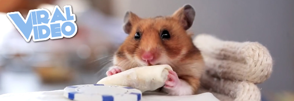 Viral Video: Tiny Hamsters Eating Tiny Burritos