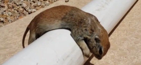 Rick Gruber, Squirrel Hero 