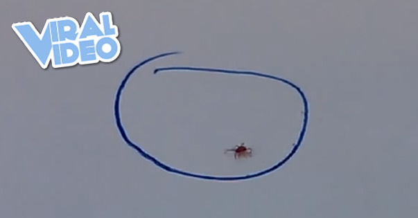 Viral Video: Playing With a Bug