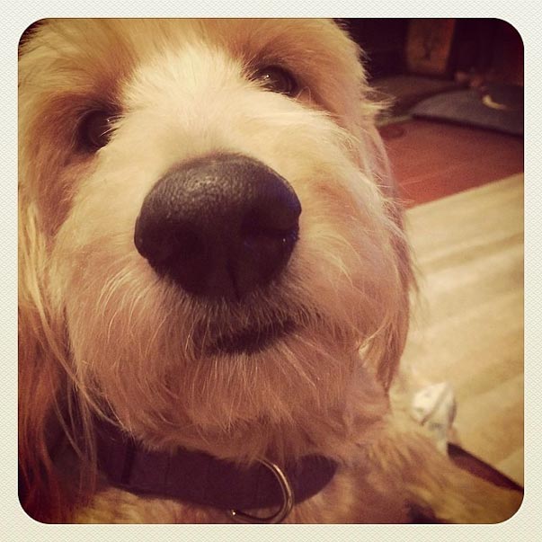 Dogs-of-KiddNation-Josie-the-GoldenDoodle