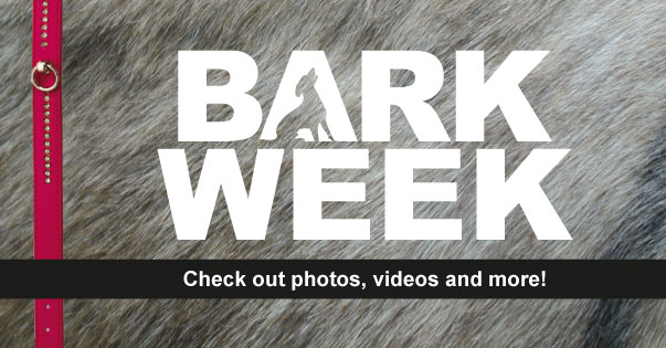 2014 Bark Week