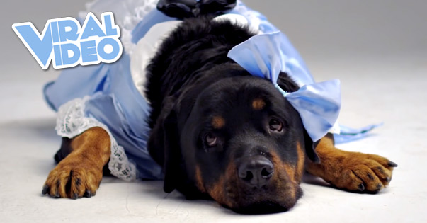 Viral Video: Angry Dogs in Cute Costumes