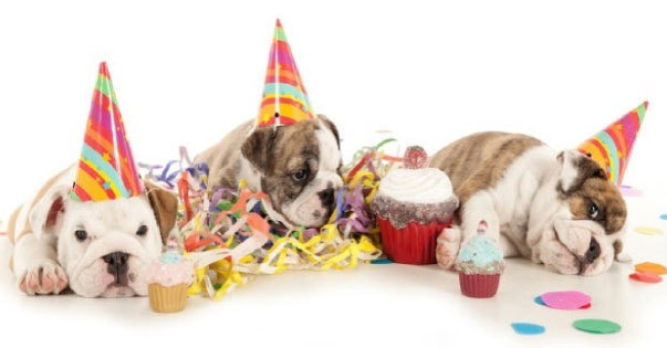 Dog Party Planner Jefferey Bartholomew St Claire Joins the Show  