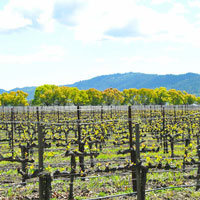 vineyard-pic-2014