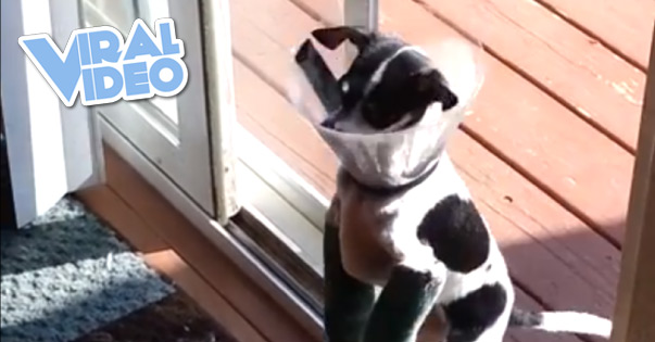 Viral Video: Two-Legged Dog Improvises