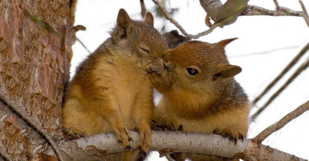 “Squirrel-y Love” Song 