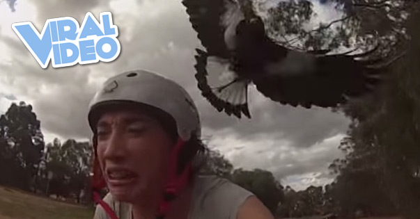 Viral Video: Amber vs the Magpie