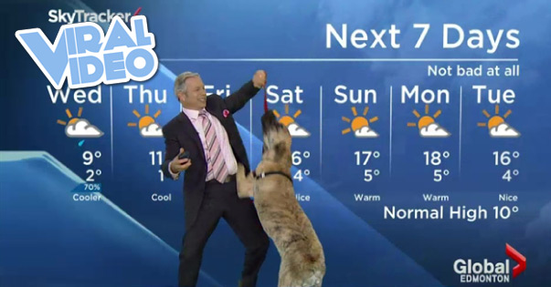 Viral Video: Ripple the dog and the weather forecast