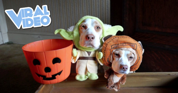 Viral Video: Dogs in Costumes Go Trick-or-Treating