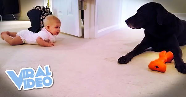 Viral Video: Baby’s First Crawl Has Cutest Ending Ever