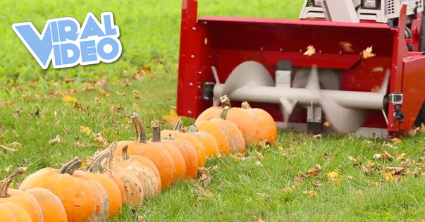 Viral Video: What Happens to all the Leftover Pumpkins?