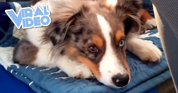 Viral Video: Puppy sings to Frozen “Let It Go”