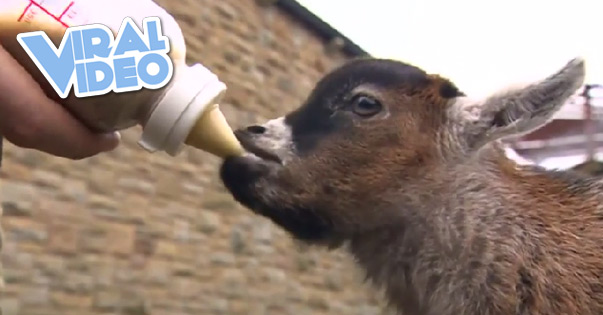 Viral Video: Cute Orphan Pygmy Goat