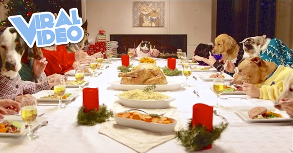 Viral Video: Dogs With Human Hands Holiday Dinner