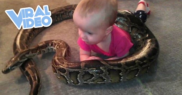 Viral Video: Baby Plays With Python
