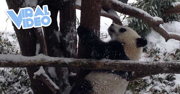 Viral Video: Pandas in the Snow