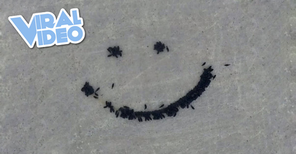 Viral Video: Farmer herds cattle into smiley face
