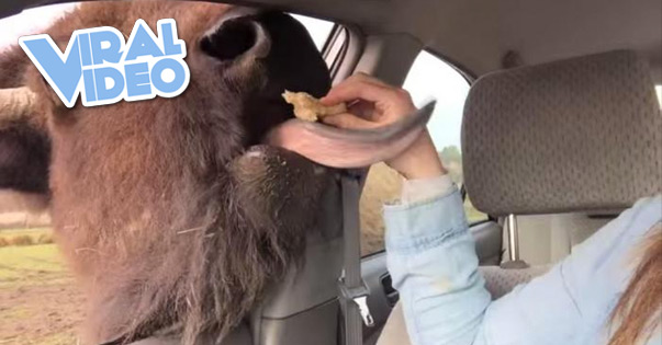 Viral Video: Girl Gets Buffalo Kisses