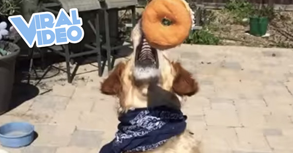 Viral Video: Dog Is Adorably Bad At Catching Food
