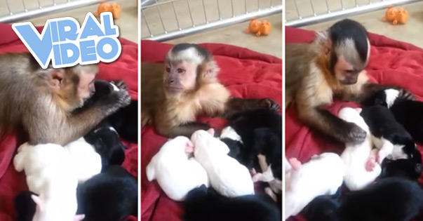 Viral Video: Monkey and new puppies
