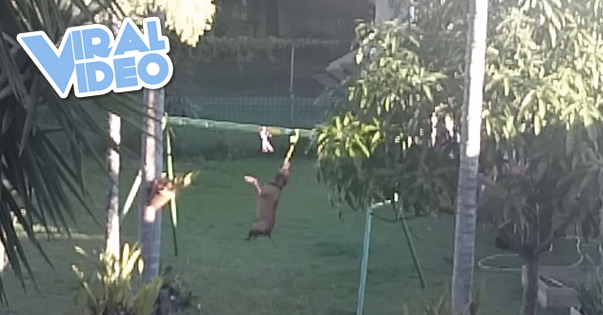 Viral Video: Pup-friendly swing set