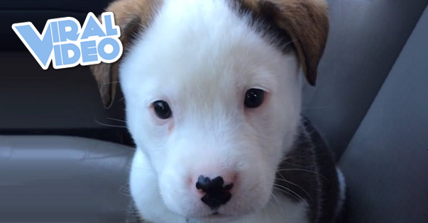 Viral Video: Confused Puppy Hiccups
