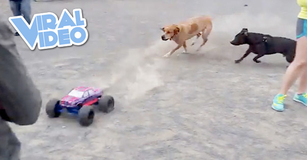 Viral Video: RC Monster Truck at the Dog Park