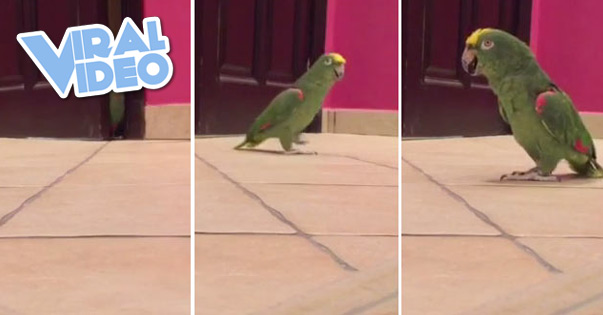Viral Video: Bird Laughs Like Super-Villain