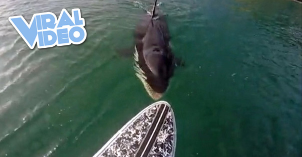 Viral Video: Terrifying Moment with an Orca