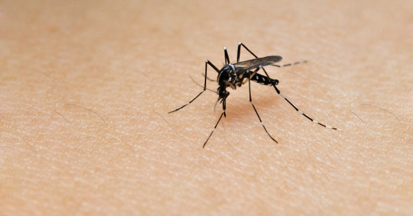 10 Weird Reasons You Are Getting Bit By Mosquitoes 