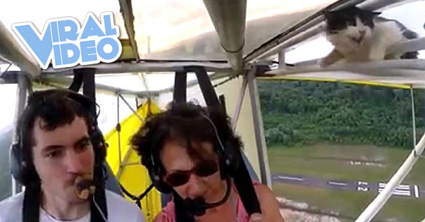 Viral Video: Remove cat before flight