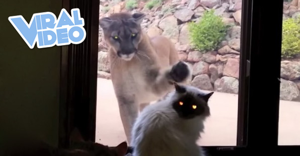 Viral Video: Brave Pet Cat Stands Up To Puma