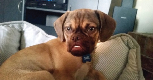 Introducing Earl the grumpy pup 