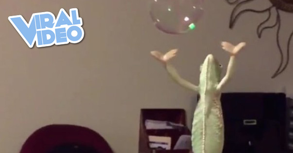 Viral Video: Clever chameleon popping bubbles