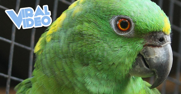 Viral Video: Parrot sings “Everything Is Awesome”