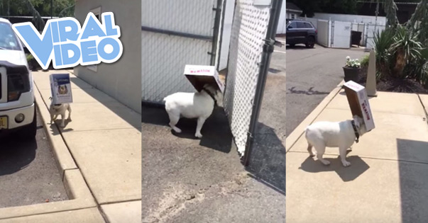 Viral Video: English Bulldog Box Lover