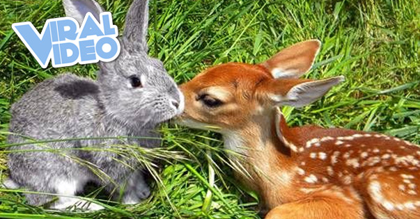 Viral Video: Real Life Bambi and Thumper