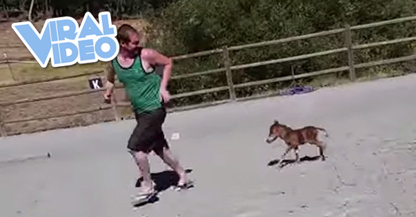 Viral Video: Baby miniature horse chasing a person