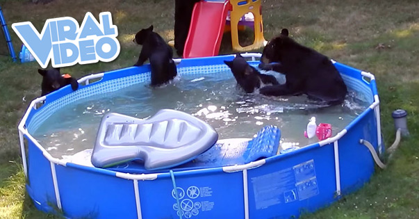 Viral Video: Family Of Bears Take Over Backyard Swimming Pool