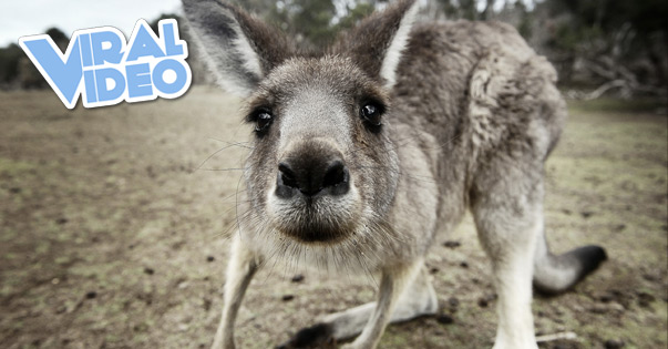 Viral Video: The Kangaroo Apocalypse
