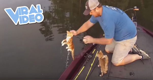 Viral Video: Are you kitten me?