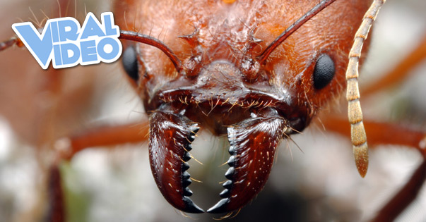 Viral Video: Ants Circling Phone