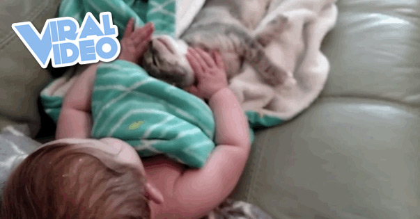 Viral Video: Baby and her kitten waking up after a nap
