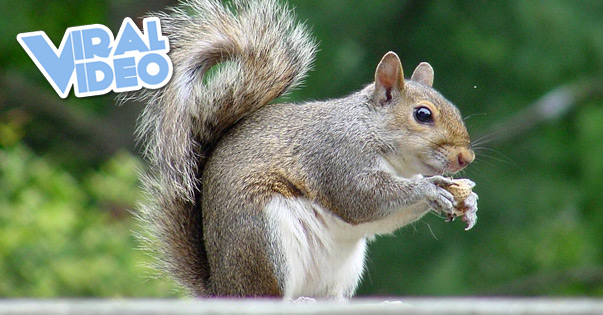 Viral Video: Squirrel Steals Milkshake